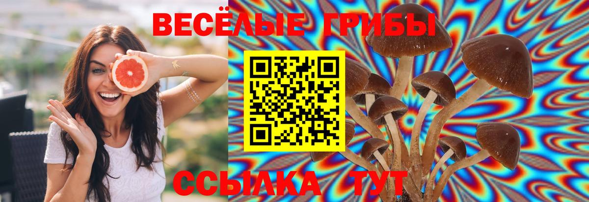 Полысаево  Галлюциногенные грибы прущие грибы  Псилоцибиновые грибы Psilocybe  Вход с VPN 